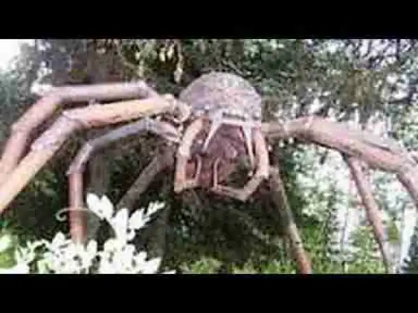 Video: WEIRDEST Insect & Spider Cryptids